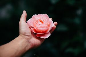 Core ML Tools初學者指南:如何將Caffe模型轉換為Core ML格式